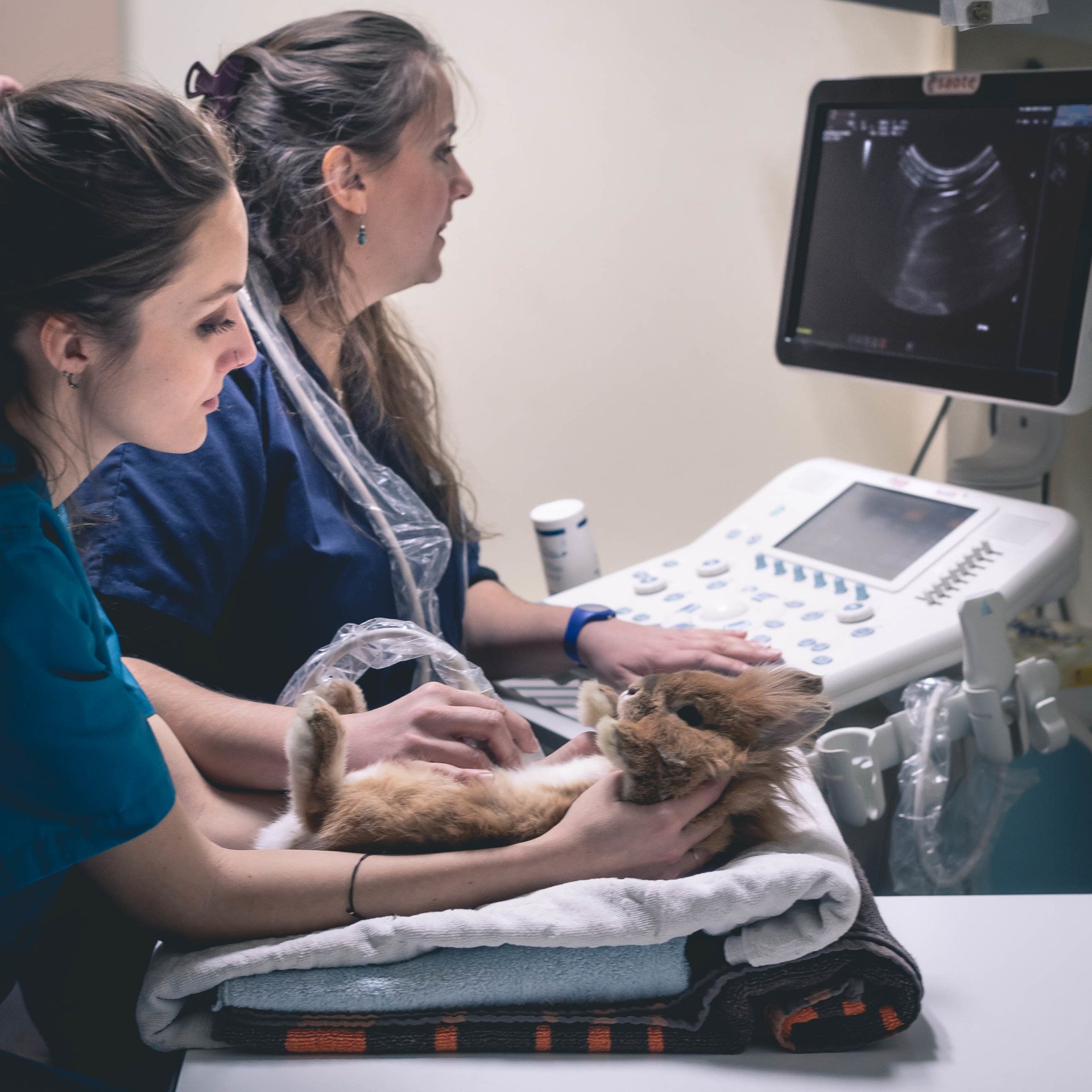 Clinique NAC toulouse visite de la structure vétérinaire