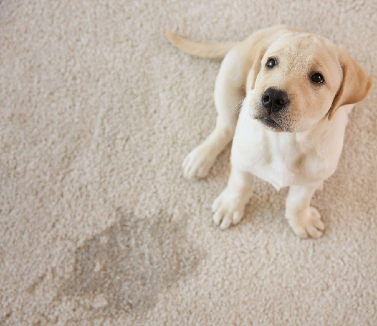 Stain and odour removal Exeter Carpet Cleaner