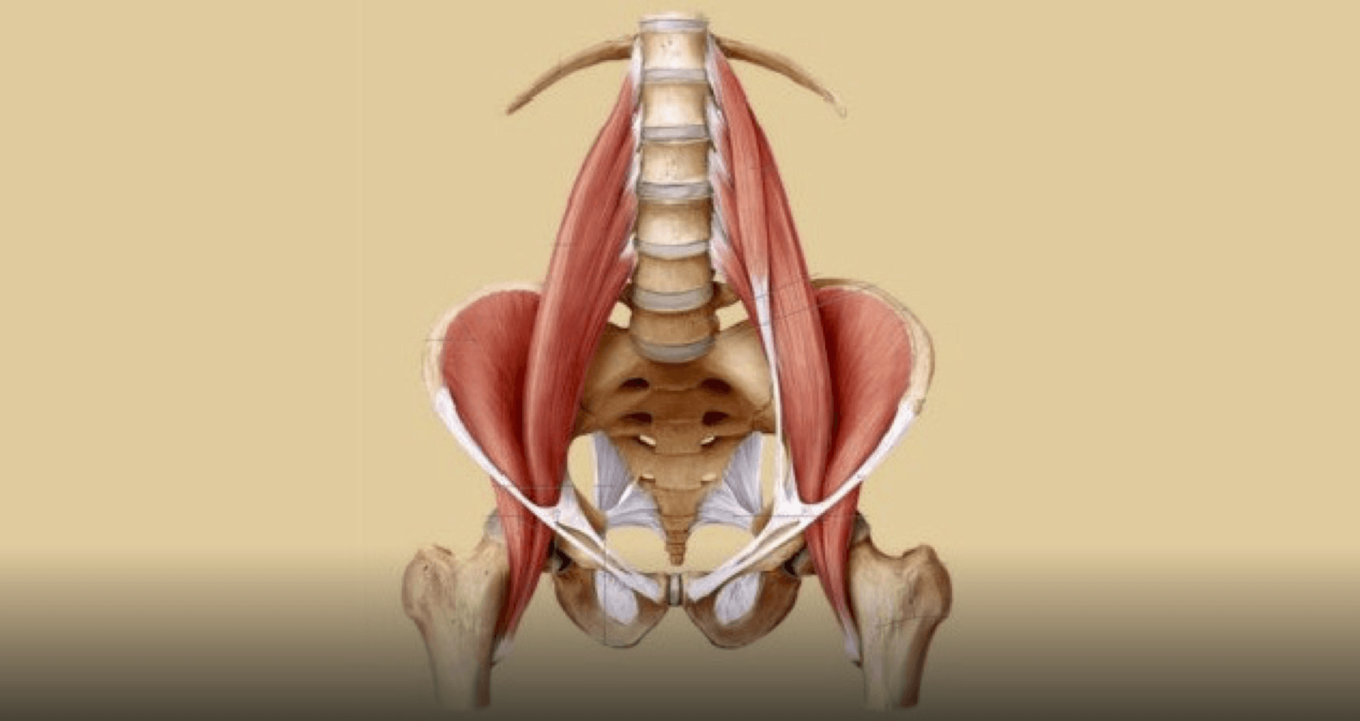 Psoas Major De Spier Van De Ziel Psoas Major De Spier Van De Ziel