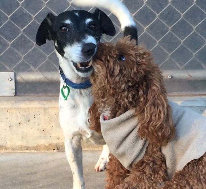 Contact Us Red Carpet Pet Retreat