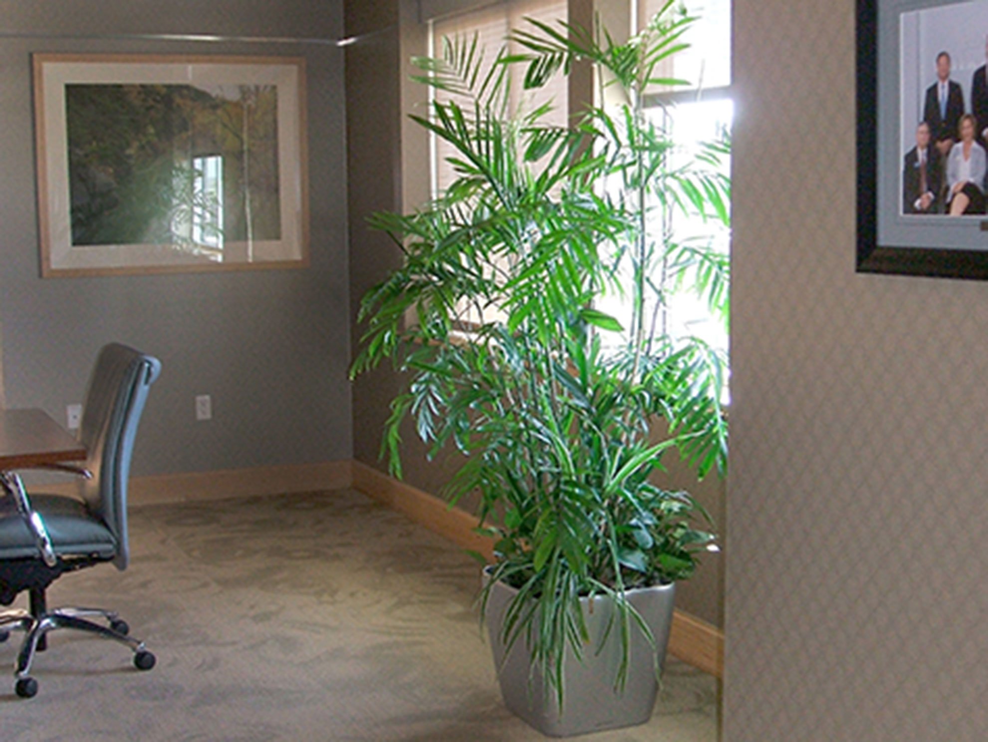 Live Office Plants Plant Rental Service Urban Jungle NWA