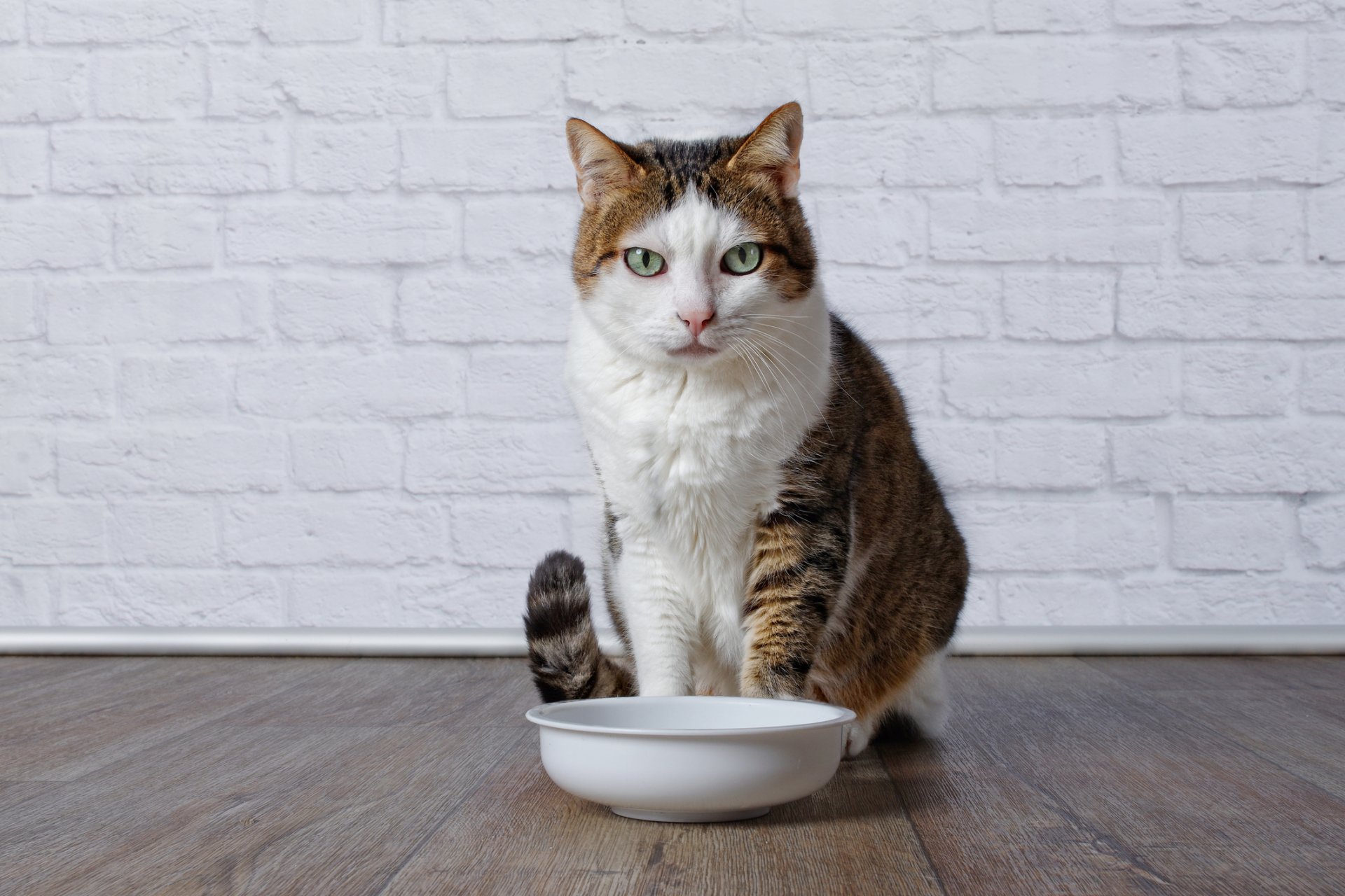 female cat urinary problems