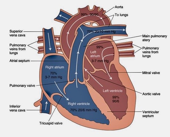 Cardiology Cases UK