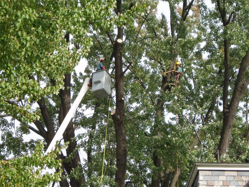 Lock Tree Service Tree Care | Windsor Locks, CT | Evergreen Tree Service