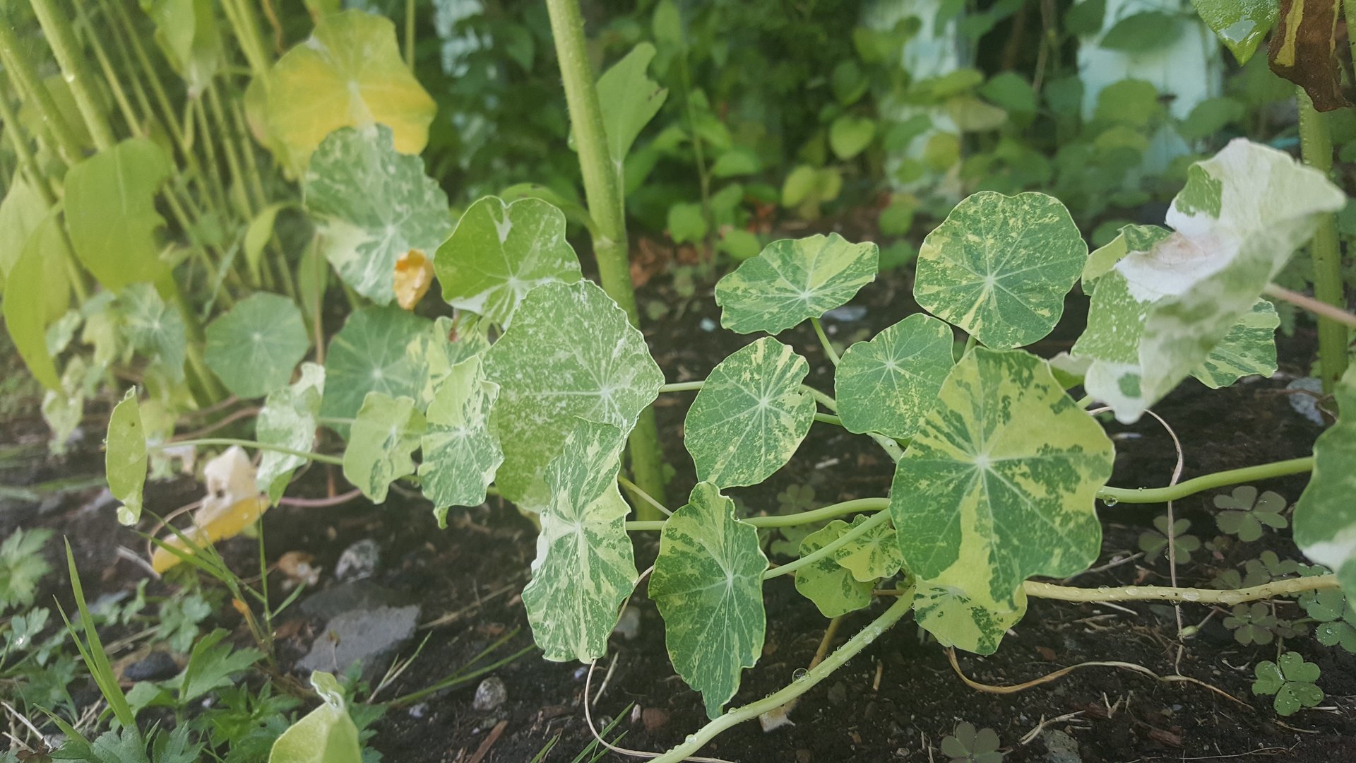 Cultivating Diversity and How to Eat Nasturtium Leaves