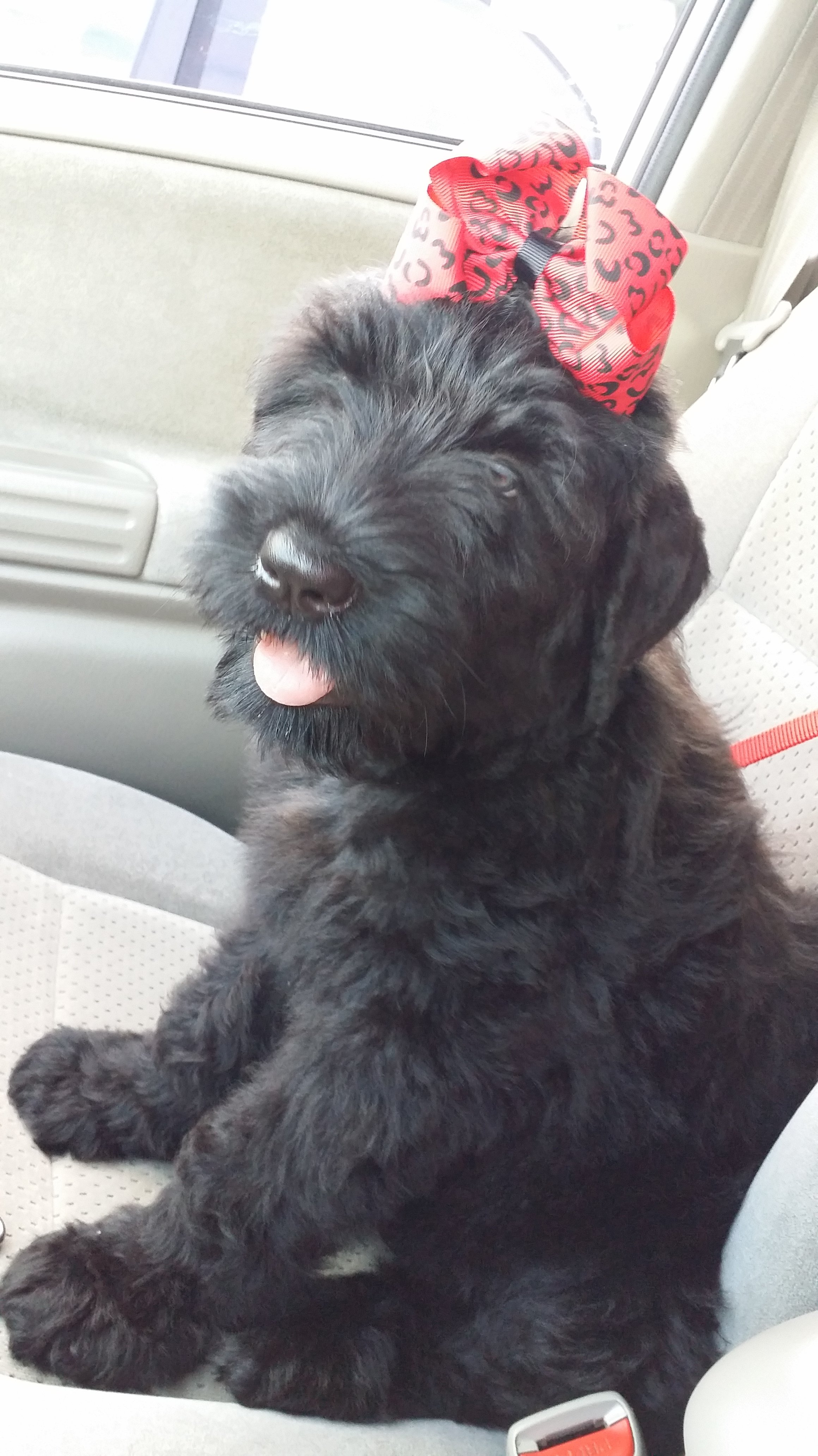 Black Russian Terrier Puppies for Sale - AKC Breeder