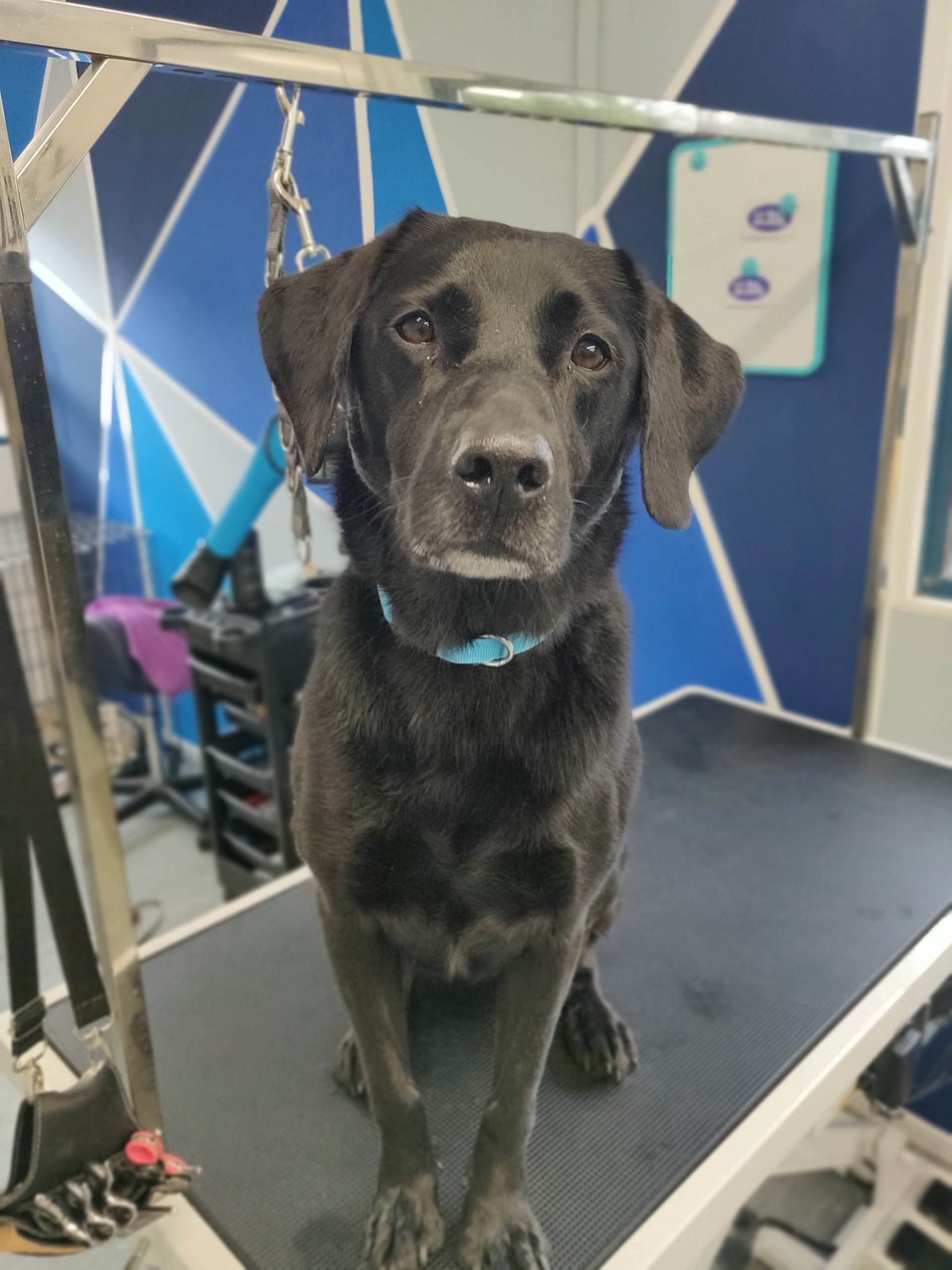 Hilltop Hounds Grooming, Huntingdon, Cambridgeshire