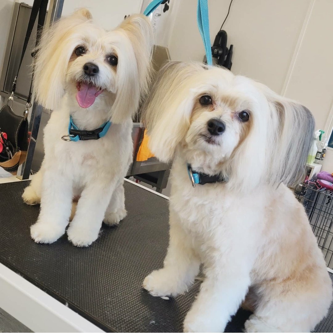 Hilltop Hounds Grooming, Huntingdon, Cambridgeshire