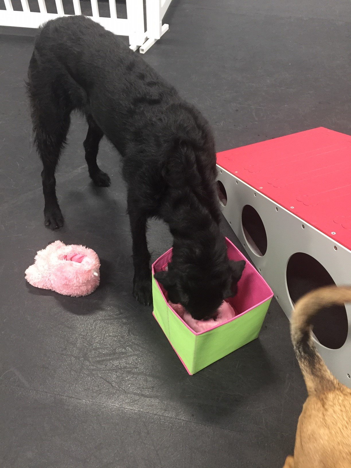 Dog Daycare Bryan & College Station, TX America's Country Store