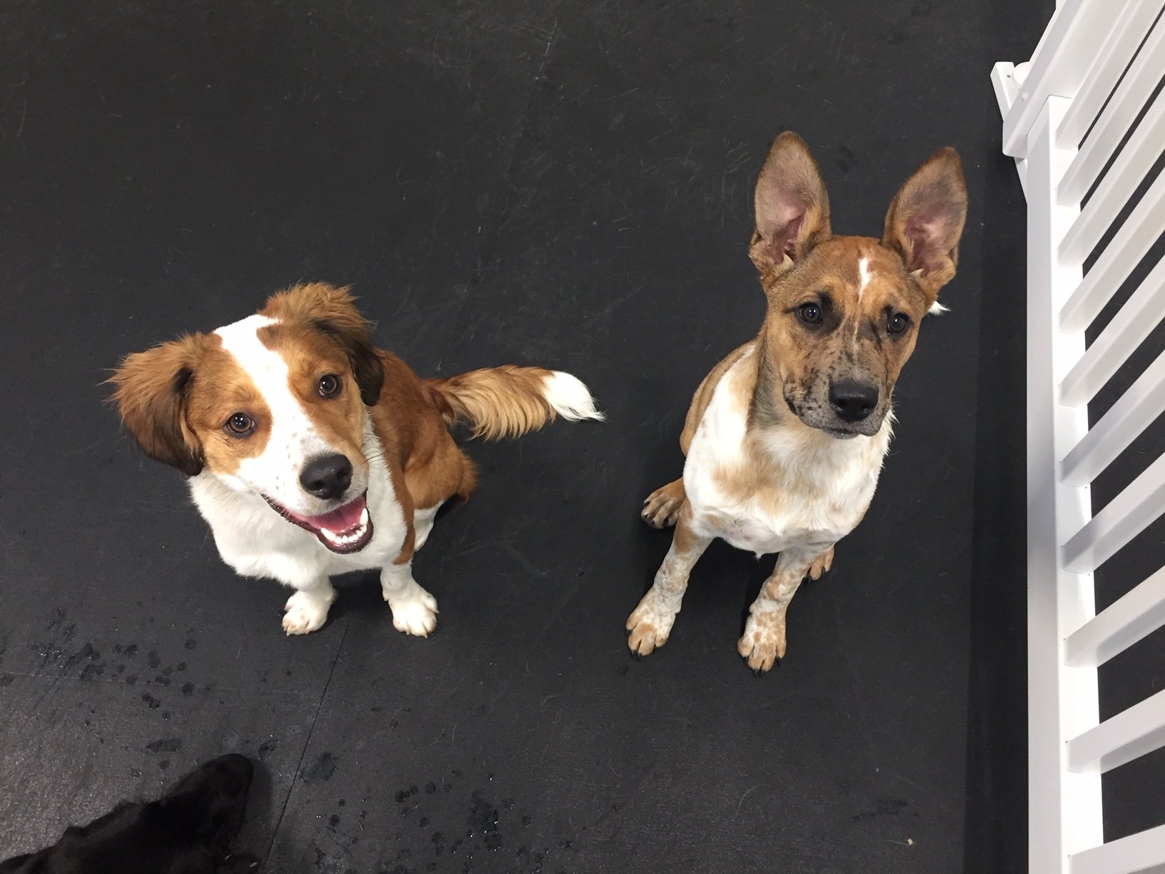 Dog Daycare Bryan & College Station, TX America's Country Store