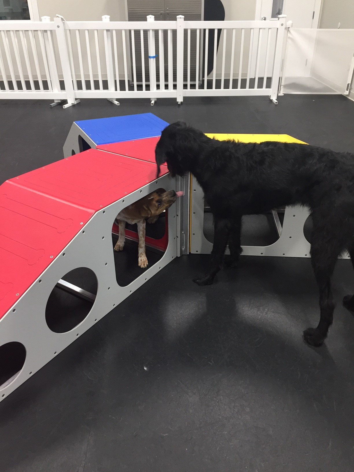 Dog Daycare Bryan & College Station, TX America's Country Store