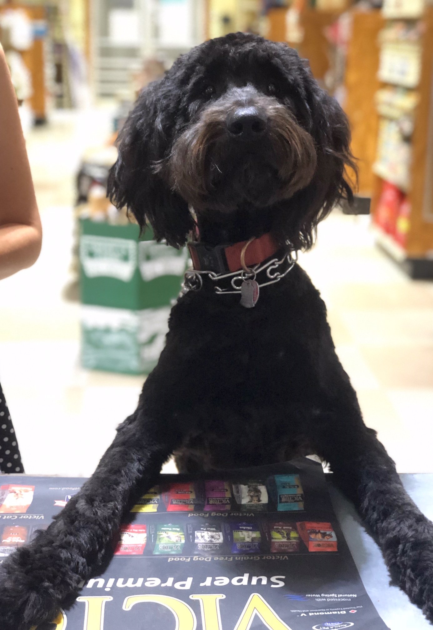 Dog Boarding College Station & Bryan, TX Dog Kennels America's