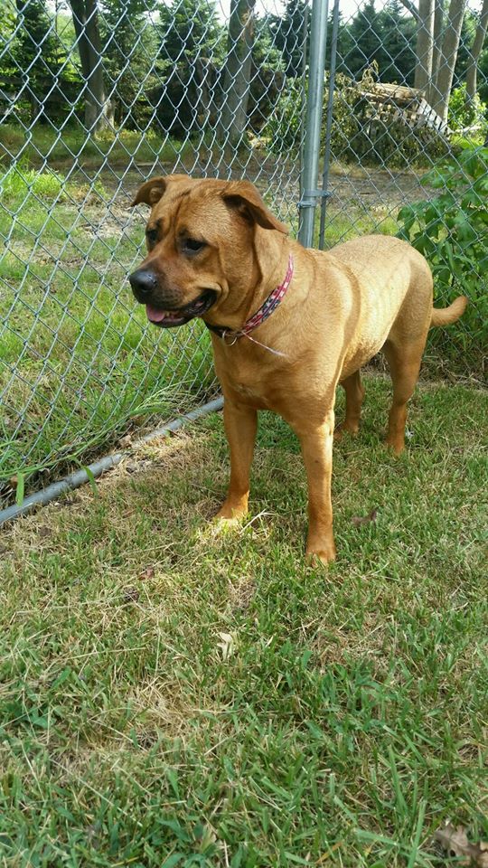 Pet Boarding Howell, NJ Happy Tails Kennel