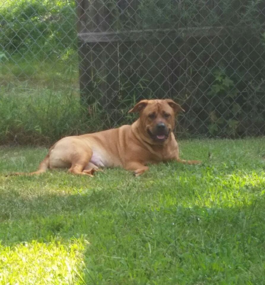 Pet Boarding Howell, NJ Happy Tails Kennel