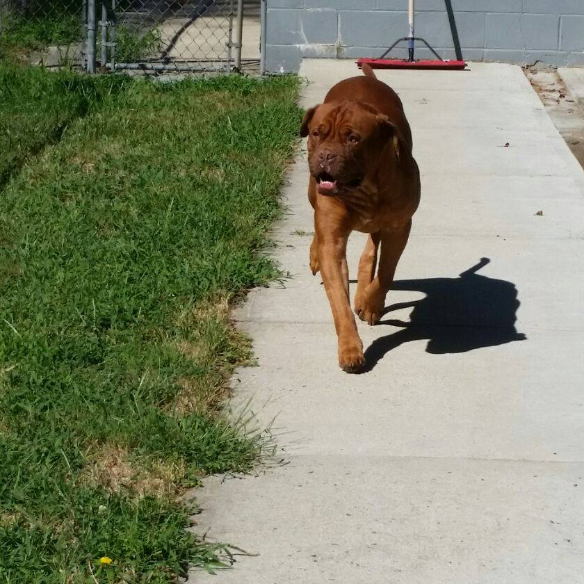 Pet Boarding Howell, NJ Happy Tails Kennel