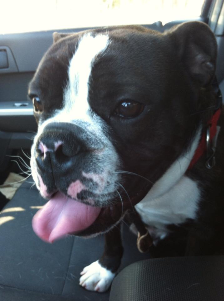 Pet Boarding Howell, NJ Happy Tails Kennel