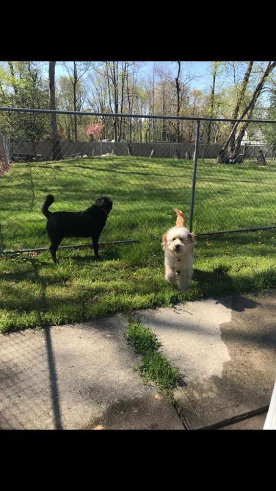 Pet Boarding Howell, NJ Happy Tails Kennel