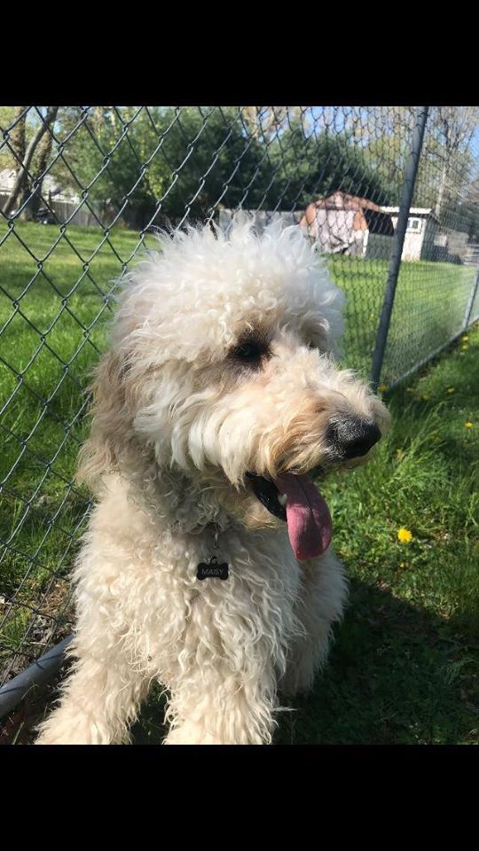 Pet Boarding Howell, NJ Happy Tails Kennel