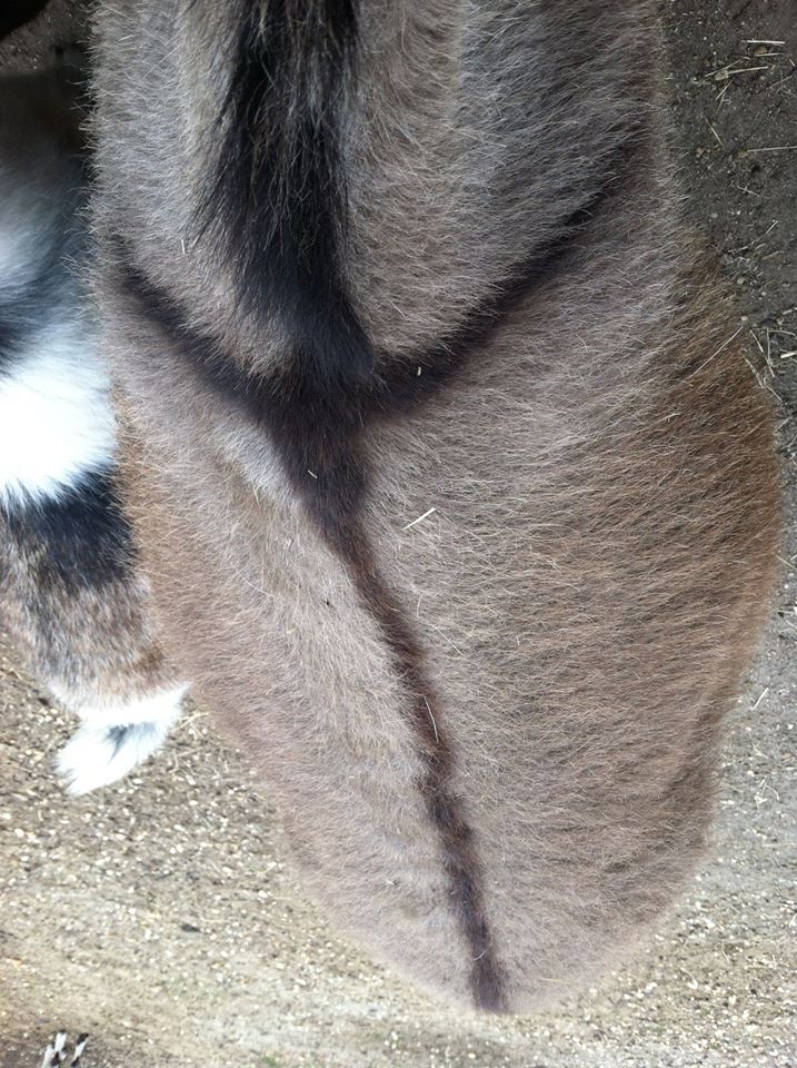 Pet Boarding Howell, NJ Happy Tails Kennel