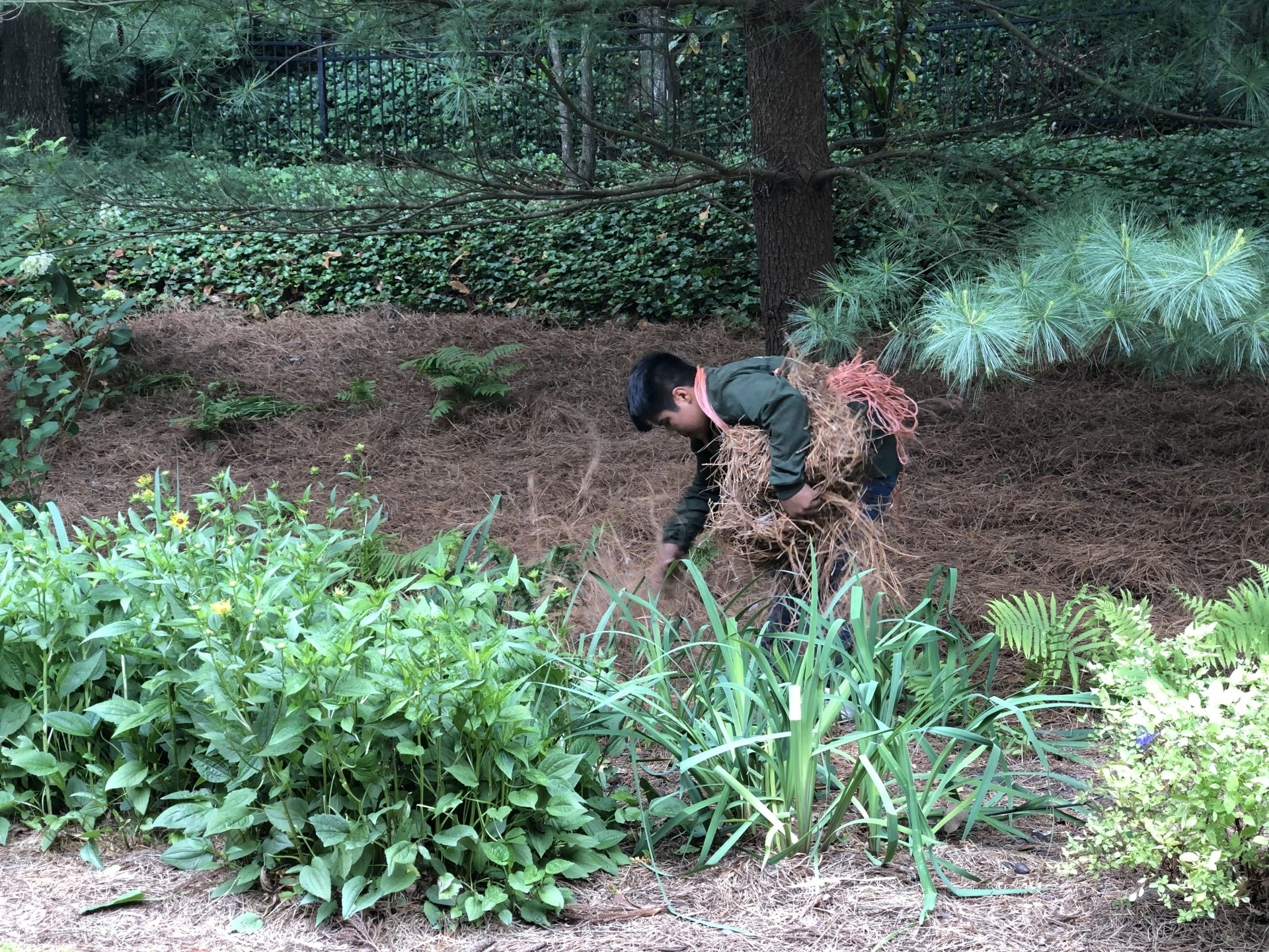 Pine Bark Mulch Mableton, GA Pine Straw Depot