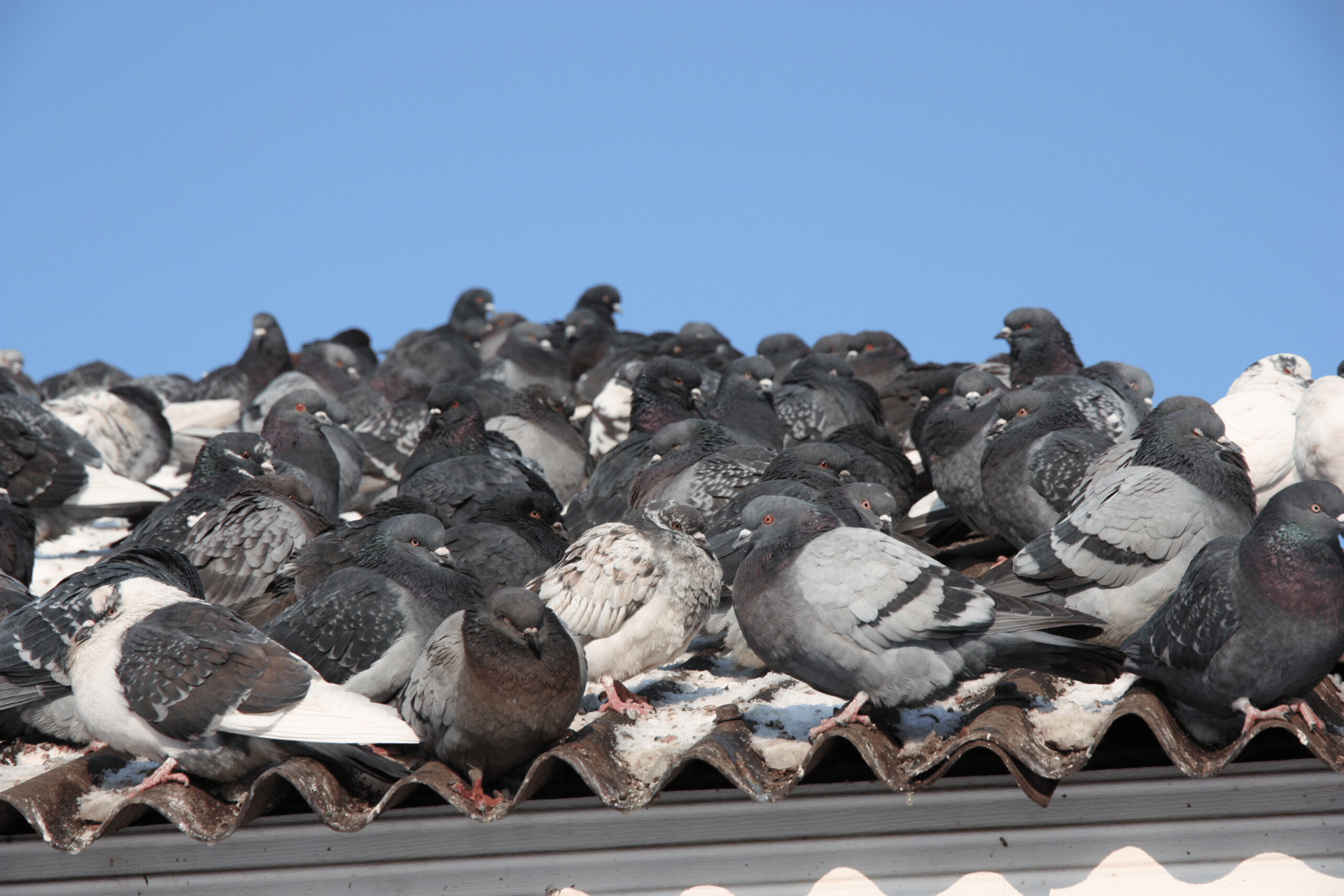 Pigeon proofing
