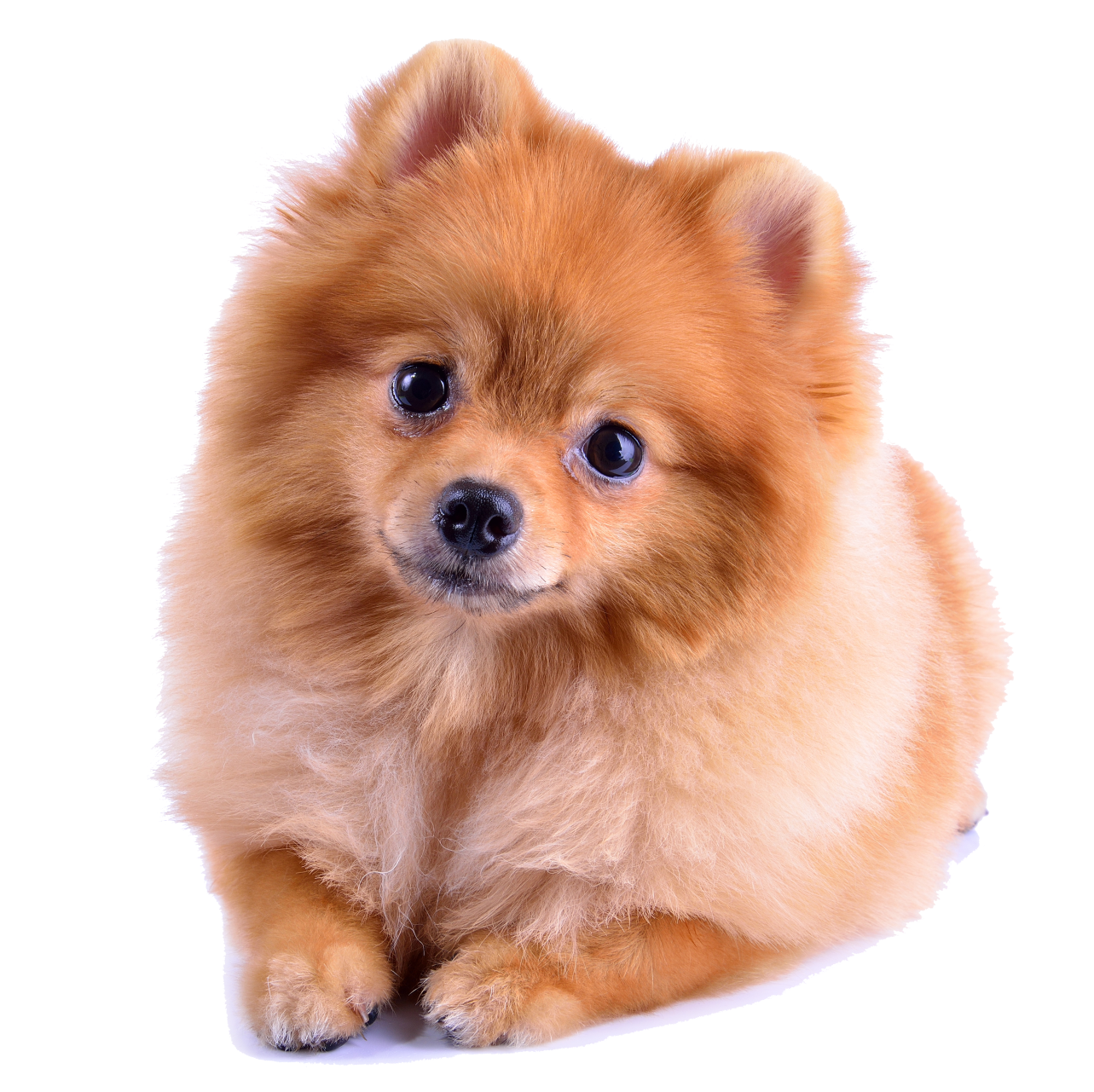 Personal Pet Care Pet Sitting, Boarding, and Training Aurora, CO