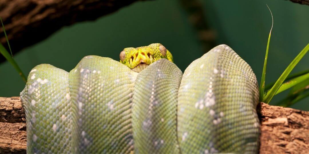 Rainforest Ecosystem Mini Lesson