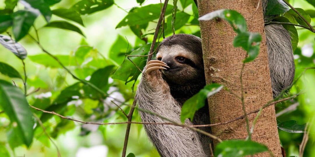 Sloth Home Rainforest Ecosystem Mini Lesson