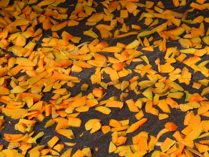 Mango Drying