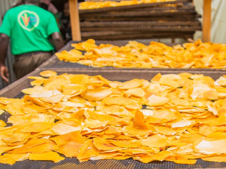 Mango Drying