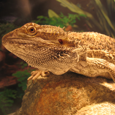 bearded dragon shoes