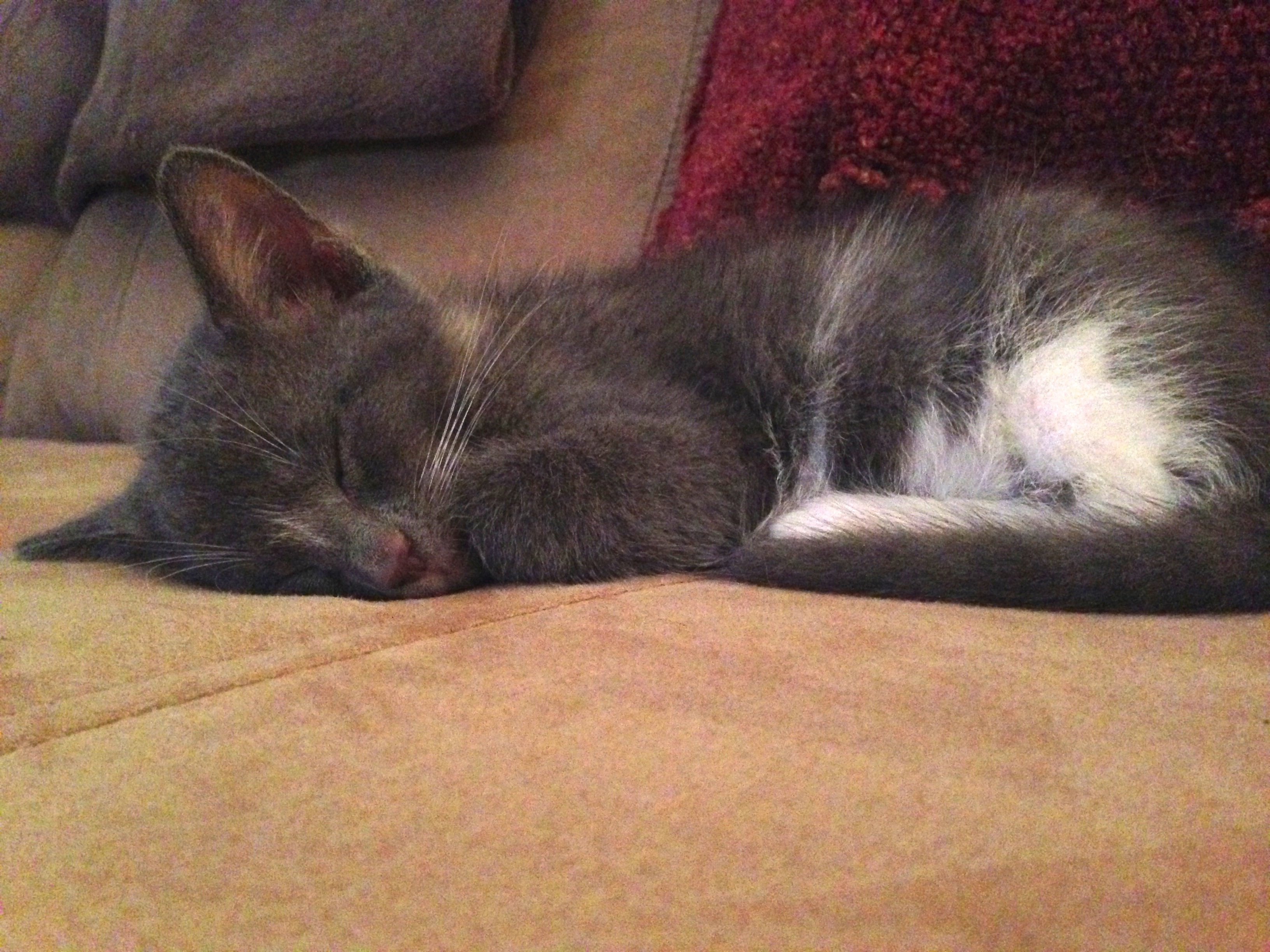 The Cat Clinic of Greensboro Your Neighborhood Veterinarian Clinic