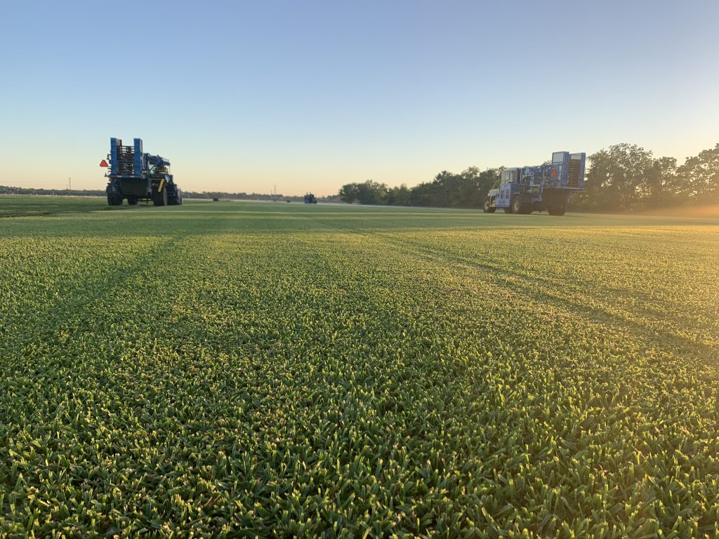 Local Sod Types Houston, TX Grass