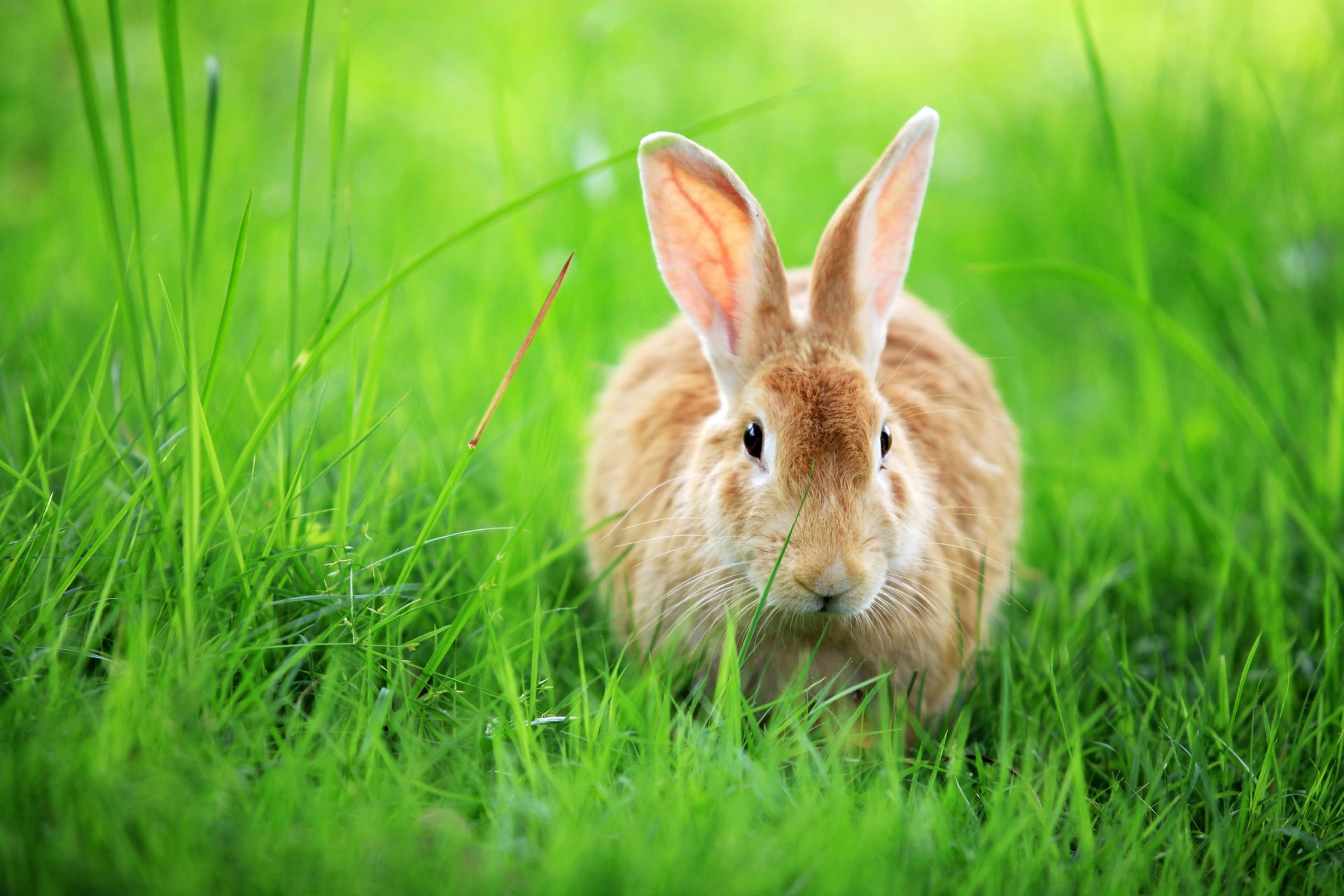 All Natural Pet Products Fur and Feathers Natural Pet Products LLC