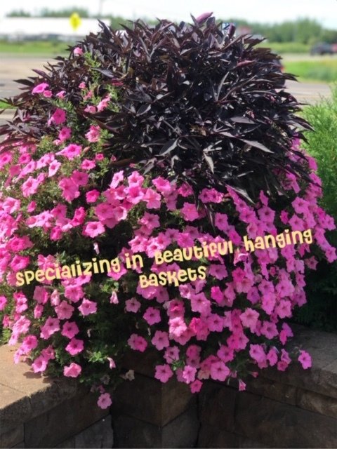 Plants | Duluth, Mn | Gordy&Amp;#39;S Gift And Garden