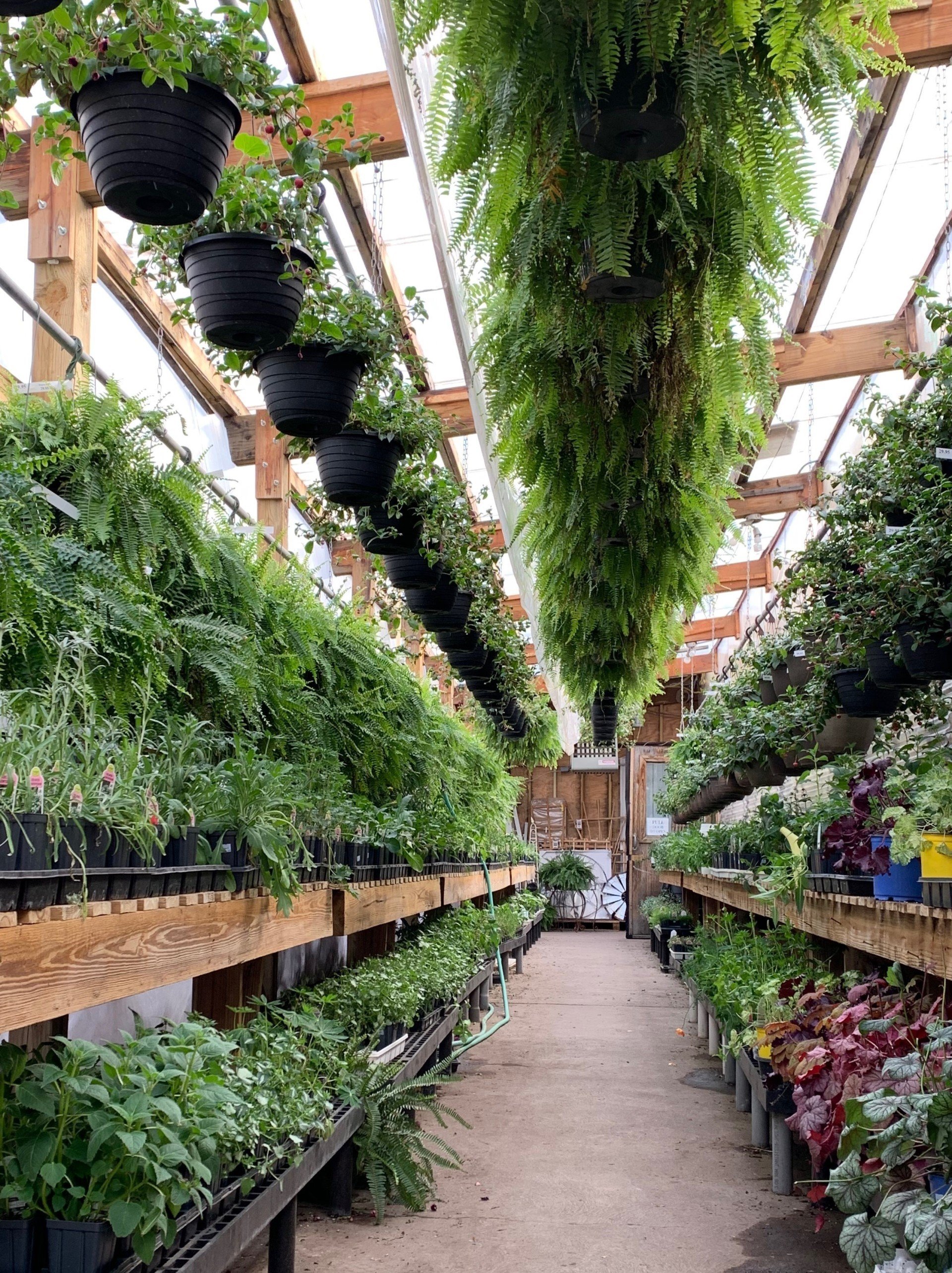 Plants | Duluth, Mn | Gordy&Amp;#39;S Gift And Garden