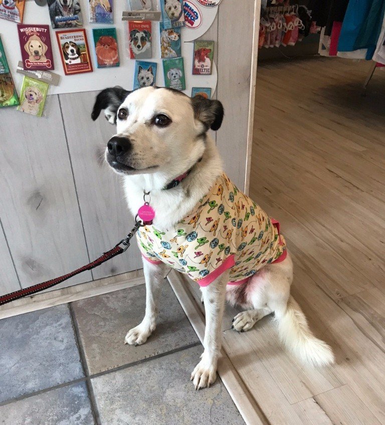 AK Bark Alaska's Premier Pet Boutique Anchorage, AK