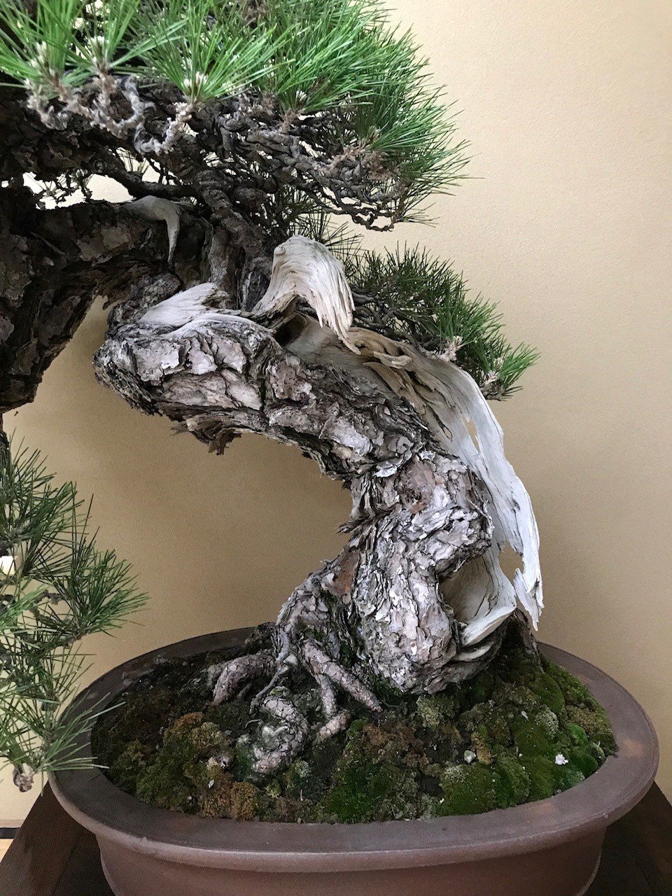 American Bonsai Society