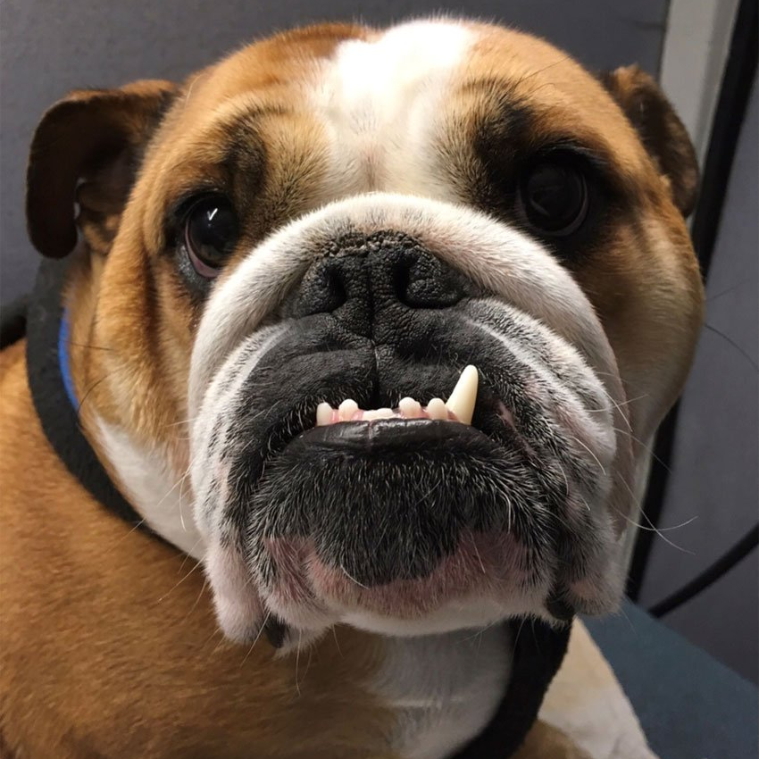 Mobile Dog Grooming Birmingham Premier Dog Wash