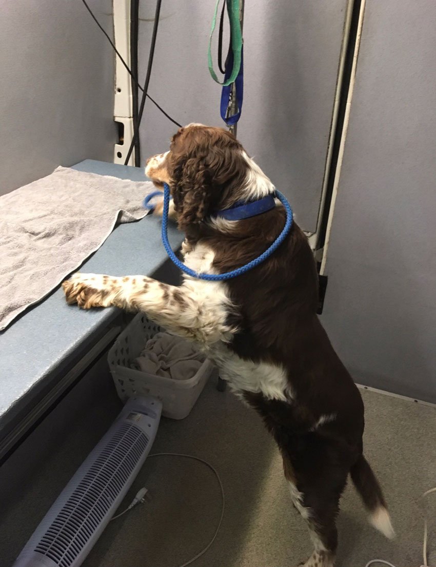 Mobile Dog Grooming Birmingham Premier Dog Wash