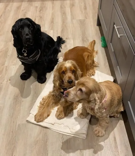 Mobile Pet Grooming Birmingham Al at Frank Hubbs blog