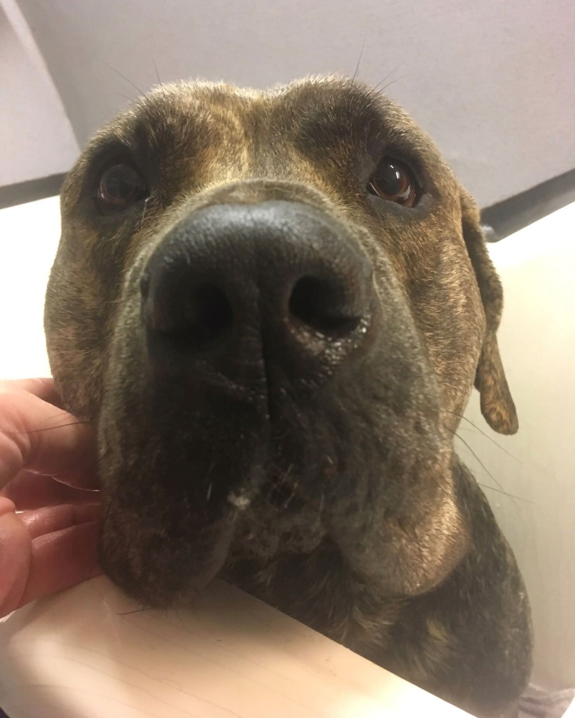 Professional Dog Grooming Birmingham Premier Dog Wash