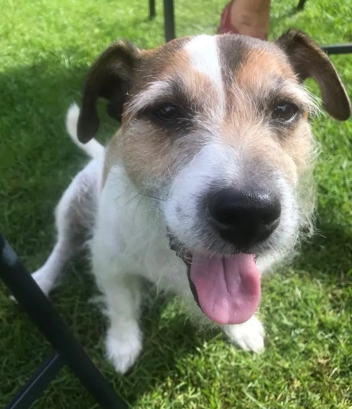 Dog Grooming Services Birmingham Premier Dog Wash