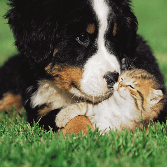 Old Beams Highly Kennels in Maidenhead