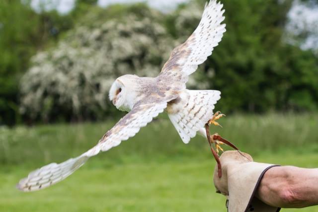 Common Barn owl