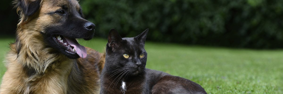 railton boarding kennels cattery cat and dog togerther