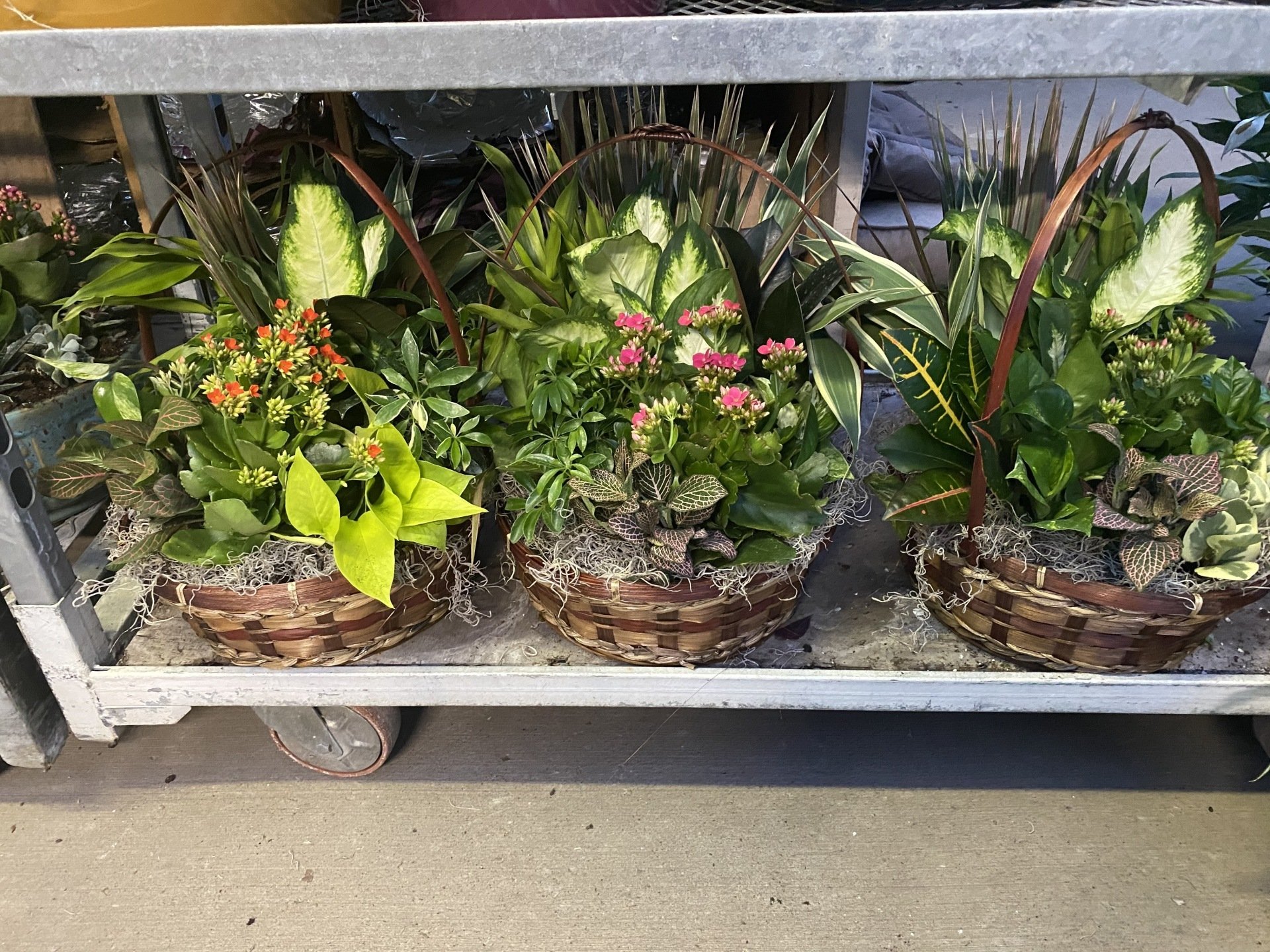 Dish Gardens CNY I Spring Euro White Violet Gardens CNY I Pontos ...