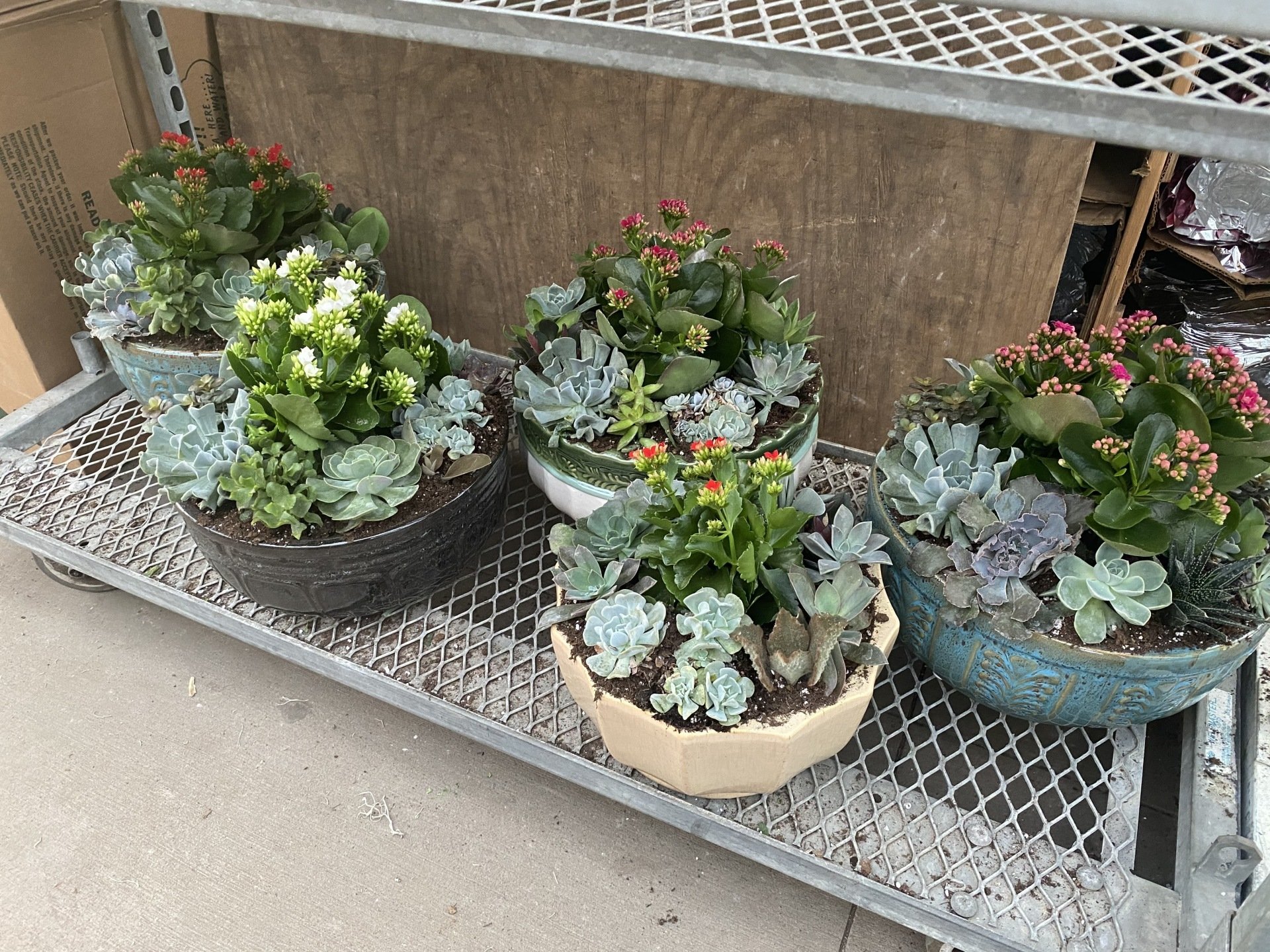 Cactus and Succulent Gardens CNY I Spring Cactus Gardens CNY I Spring