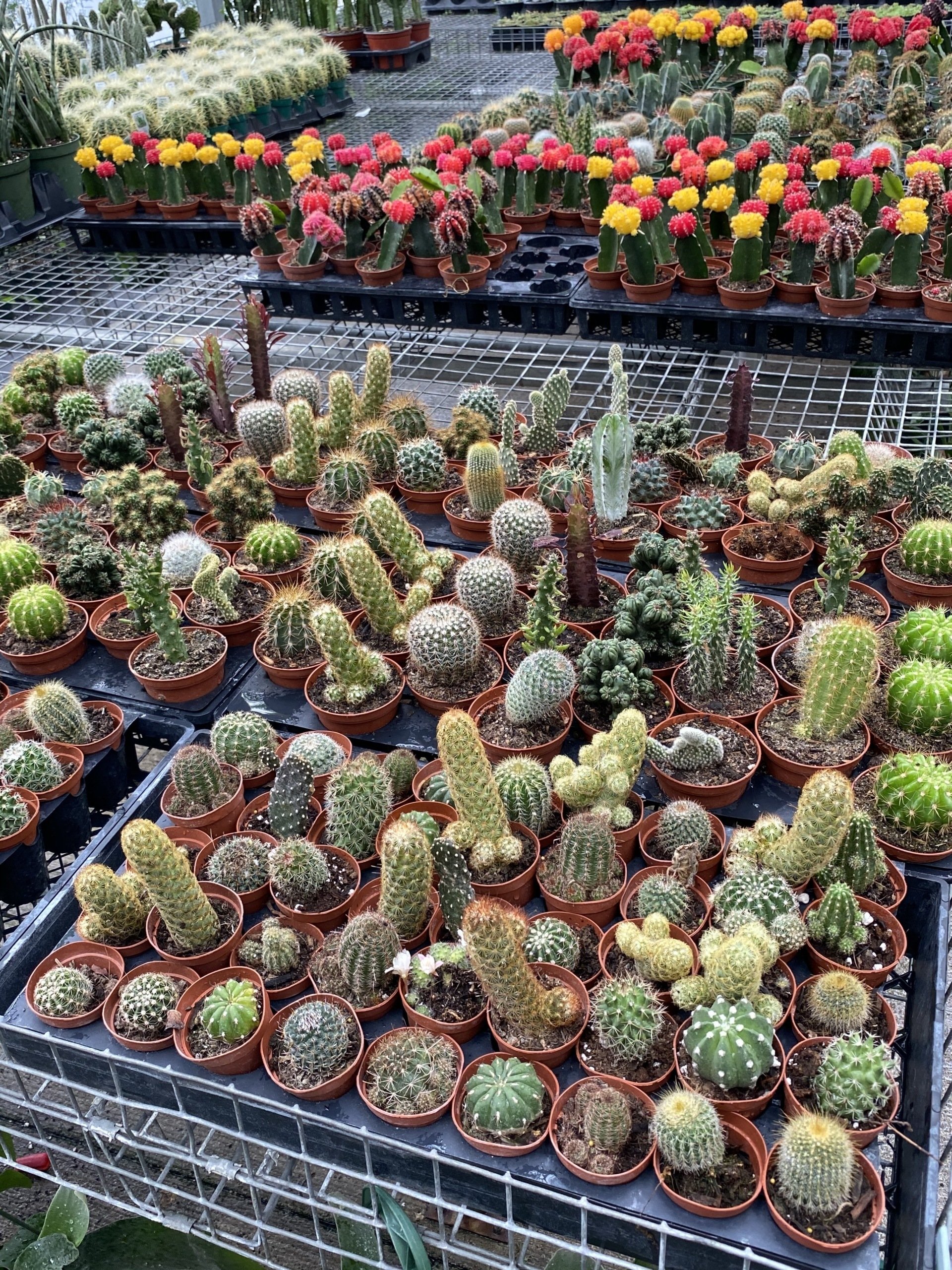 CNY Cactus Succulents Aloe Baldwinsville NY I Year Round Greenhouse