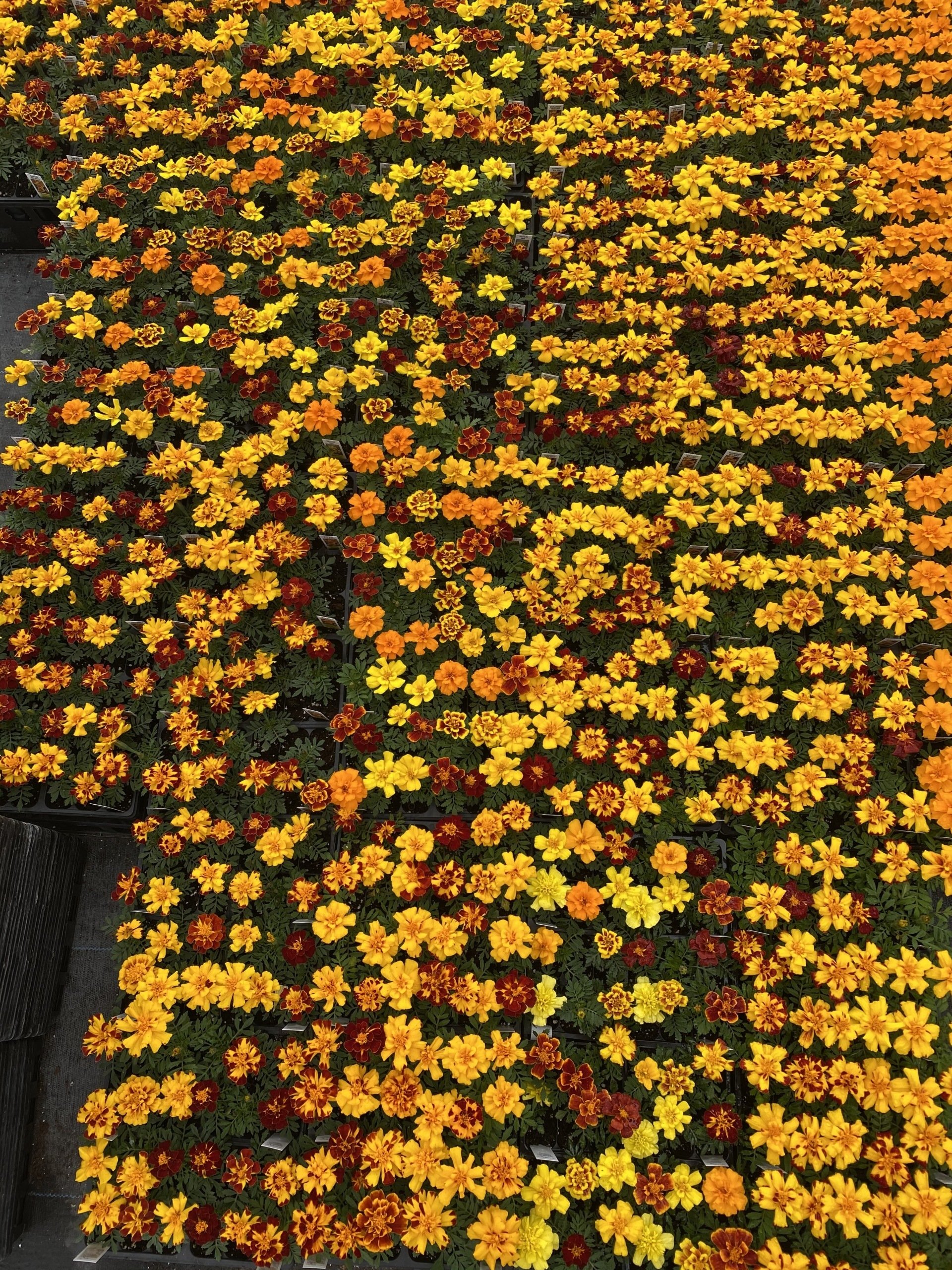 Bedding Plants CNY I Spring Plants Flowers CNY I Pontos Greenhouses